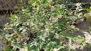 Meyer lemon flowering. @patelfamilyhomestead