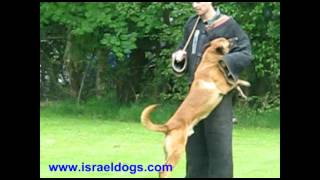 Israeldogs Grim- knpv ph1 exam 18/05/2012 Reusel Holland