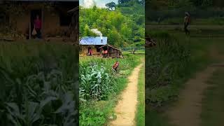 Desa yang indah, suasana sejuk alami#nature #village  #scenery