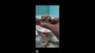 Balut / balot opening  satisfying  😜🐣