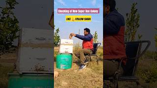 Checking of new Super Bee Colony #beekeeping #viralvideo #beekeeper #viral #natural