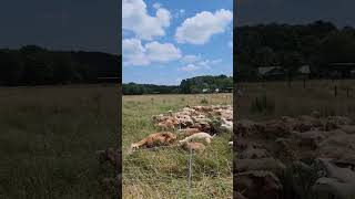 MOVE YOUR ANIMALS! #counterculture #regenerativeagriculture #grassfinished #easttexas #sheep #soil