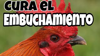 Cura el EMBUCHAMIENTO de tu GALLO