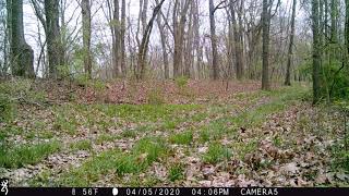 Homer groundhog moving on trail