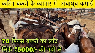 ₹5000@How to start goat/farming |(@India’s largest goat farming)@shree goat farm