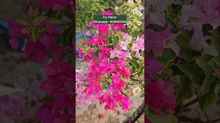 Wholesale Paper Flower Plant Market Kolkata Muchisha Nursery biggest plant Market