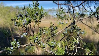 Eastern Red Cedar