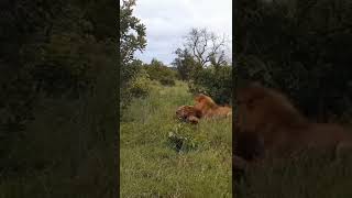 Big Male Lion killed Hyena #shorts #lionvshyena