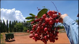 Ăn Vải Rừng | Thanh Nhã Vlog