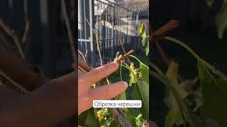 Обрезка черешни #сад #садовод #черешня