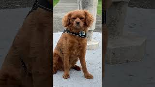 SITTING PRETTY #cavoodle #cavapoo #dog