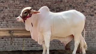 Most Beautiful Heavyweight Bull For Qurbani 2025