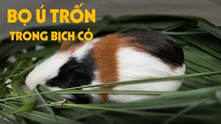 PHÁT HIỆN BỌ Ú TRỐN TRONG BỊCH CỎ VỪA NGỦ VỪA ĂN