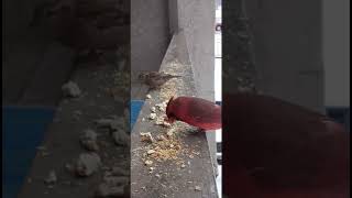 Another visit from injured Cardinal March 9, 2023