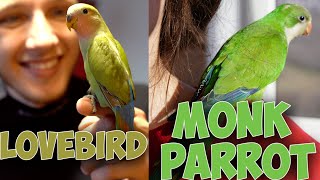 Unboxing a lot of New Parrots! | (This is Fiasco...)