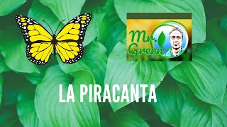 Mr Green presenta la pianta di Piracanta