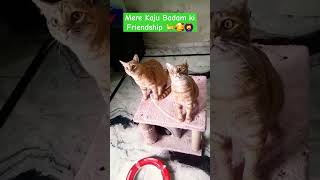 Kaju Badam ki Dosti🤣🐈🥰🙆‍♀️ #shortvideo #trending #cute #cat #catvideos #cuteanimals #viralvideo