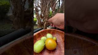 Little Tomato Harvest