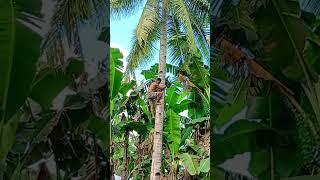 katkat lubi #trending #barky #funny #viral #comedy #pinoycomedy #coconut #bukosalad #shorts