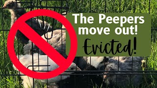 Evicted!!  The Chicks Move Out to the Grow Out Coop