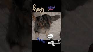 hallo #sheltie #teddy #dog #hund #hallo #hello #hey #ola #dogshorts #doglovers #thursday #dogyoutube