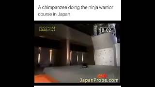 Chimpanzee does ninja Warrior course‼️ video