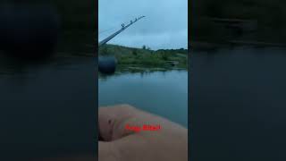 Largemouth Bass Crushes a Frog on the Dam!  Top water Bite!  #bassfishing #fishingvideo #fishing