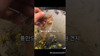 버려진 통안에 갇혀있는 아기 토끼를 데려왔더니