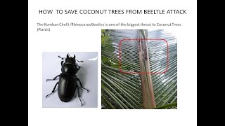 Coconut Tree rescue from Beetle (Rhinoceros) Attack  -  മഴയ്ക്ക് മുൻപ് തെങ്ങ് വൃത്തിയാക്കൽ