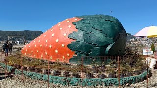 Exploring the Strawberry Farm in the Philippines