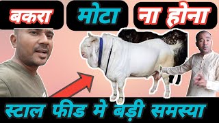 Stall Feed Me Bakra Mota Na Hone Ek Karan Ye Bhi H|Har Roj Sikhe Kuch Naya |Vimalumrao