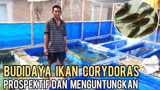 CERITA SUKSES BUDIDAYA IKAN CORYDORAS || PROSPEKTIF DAN MENGUNTUNGKAN SERTA PASARNYA TERBUKA LEBAR