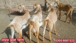 pure makhi cheeni goats farm | خالص مکھی چینی بکریوں کا فارم @joyia goat farm