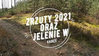 Zrzuty 2021 oraz Jelenie złapane w kadr.