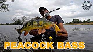 PEACOCK BASS