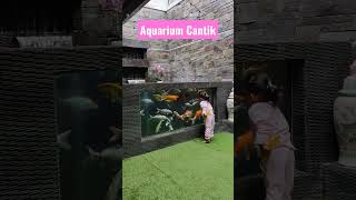 Aquarium Cantik di dalam rumah