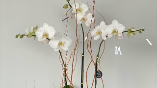 Arrangement of white orchids in a golden vase | Viva Orchids of Boca Raton