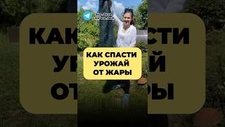 КАК СПАСТИ УРОЖАЙ ОТ ЖАРЫ