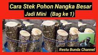 Cara Stek Pohon Nangka Besar, menjadi Mini (Ke 1) #alamseru #KebunBuah