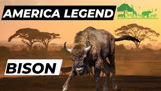 Bison: Living Legends of North America