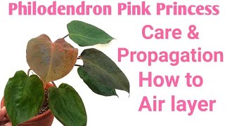 How to Air layer Plants, Reverted Philodendron Pink Princess, Care and Propagation