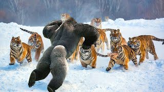 ANIMALS | MMA | UFC ⚫ T.O.T.A.L W.A.R