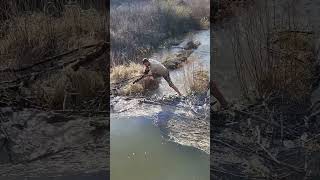 Clearing the way for Spawning Trout!  (Upstream excavations, not beaver, caused this dam)