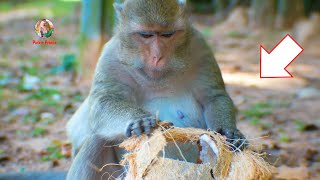 SWEET MOMMY LEYLA EAT COCONUT!! 😍😍