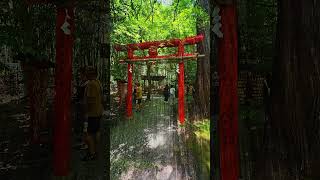 Bamboo forest #russellbevan #bambooforest #japantravel #winetravel #travel  #beautifuldestinations