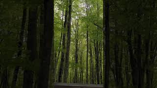 Forest Rain Sounds for Sleep - Rain Sounds - Forest Birds - Bird Sounds