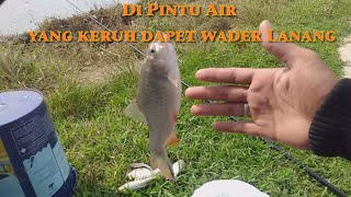 GILA..!! mancing dipintu air saat air keruh dapat tawes babon.