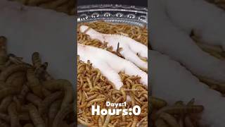 Mealworms vs Chicken Feet 🐔