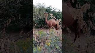 Camels circling near the in the Thar Parkar Desert