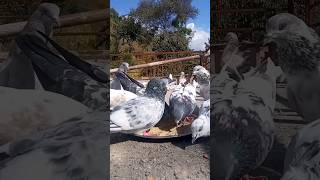 🦅🔥#pigeon #kabutar #youtubeshorts #viral #shorts